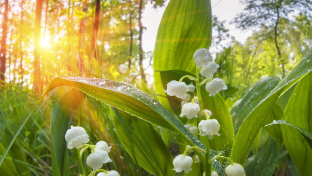 Frühling