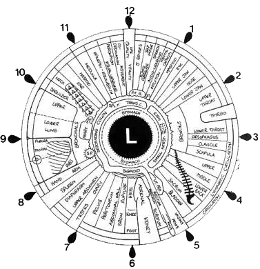 Iridology_irisdiagnose Irisdiagnose