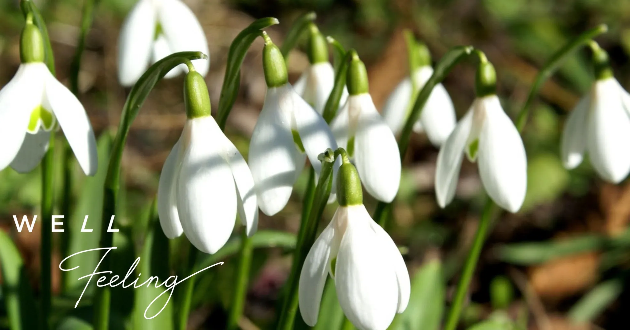 Februar Newsletter Februar Newsletter