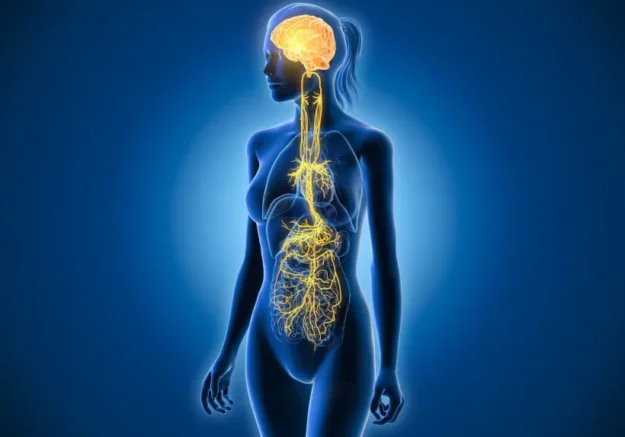 Vortrag NervenSystem